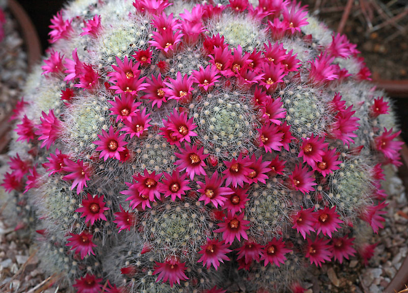 Mammillaria laui subsp. dasyacantha